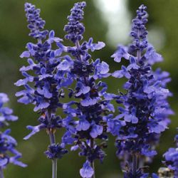 Salvia farinacea x longispicata 'Mysty Blue' ®