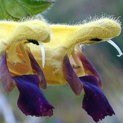 Salvia flava (S. bulleyana)