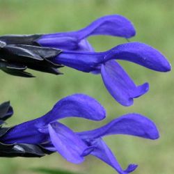 Salvia guaranitica 'Black & Bloom' ®