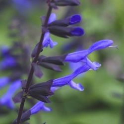 Salvia guaranitica 'Rockin' Sky Blue'