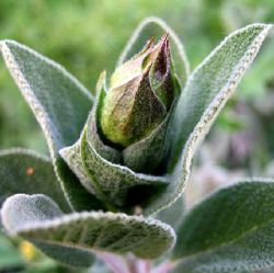 Salvia officinalis 'Berggarten'