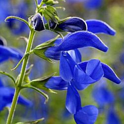 Salvia patens 'Patio Dark Blue'