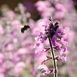 Salvia pratensis 'Pink Delight' ®