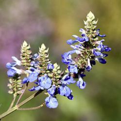 Salvia uliginosa