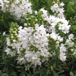Satureja spicigera (S. alternipilosa, S. repandens)