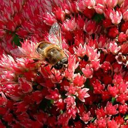 Sedum 'Herbstfreude'