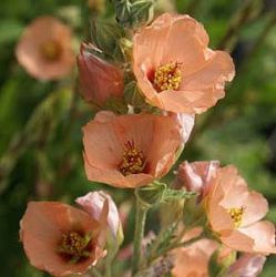 Sphaeralcea 'Childerley'