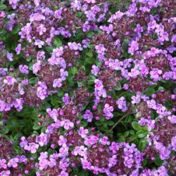 Thymus 'Caborn Wine and Roses'