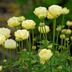 Trollius 'Alabaster'