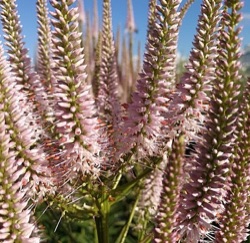 Veronicastrum virginicum 'Challenger' ®
