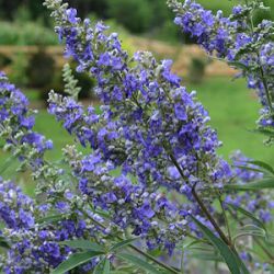 Vitex agnus-castus 'Delta Blues'