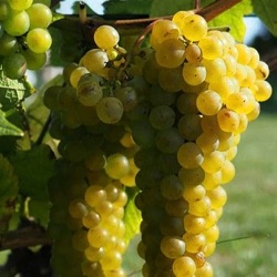 Vitis vinifera 'Solaris'