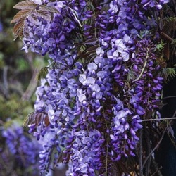 Wisteria sinensis 'Amethyst'